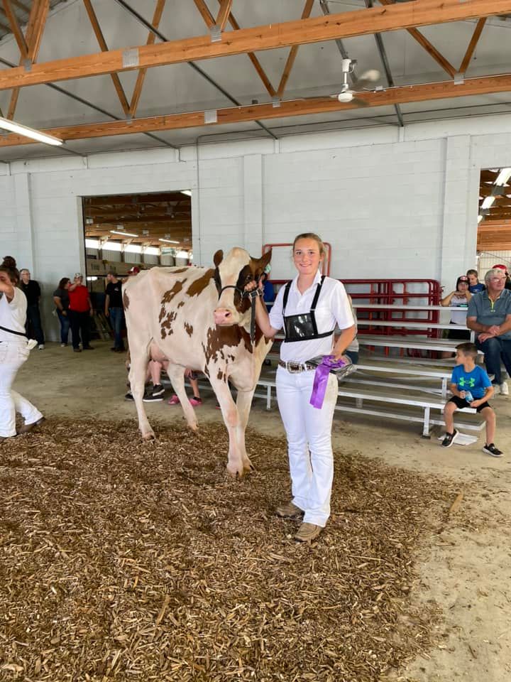 Dairy SHow brown cow