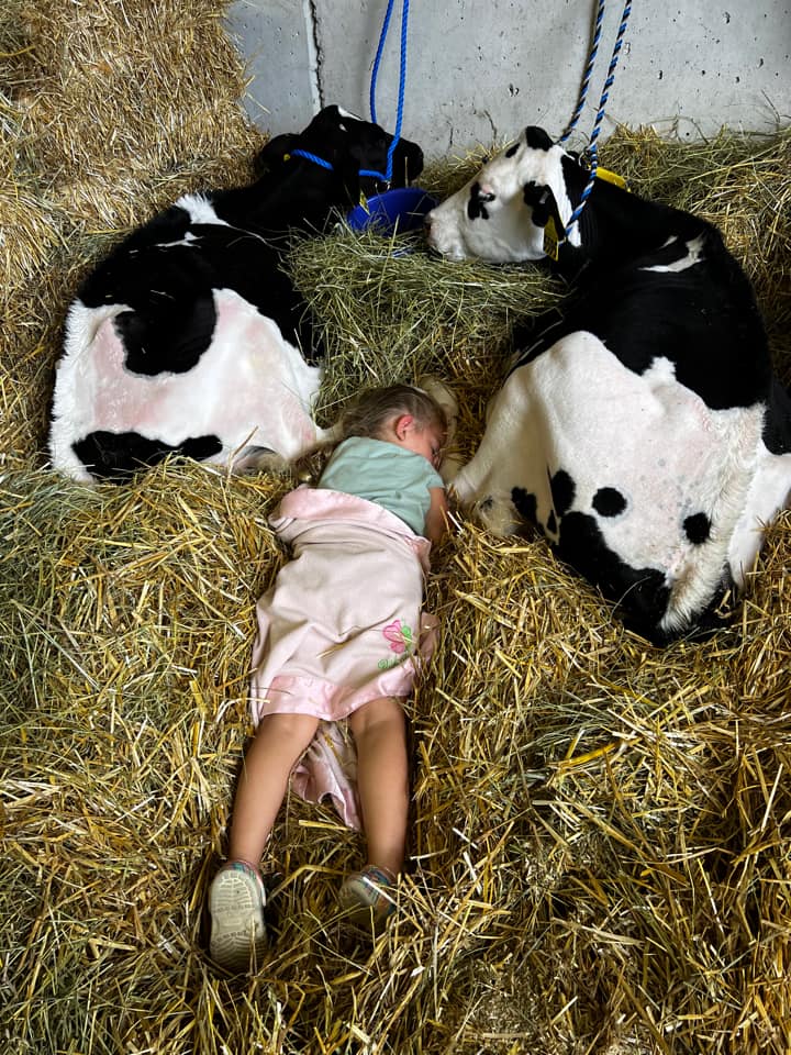 Girl sleeping with calves